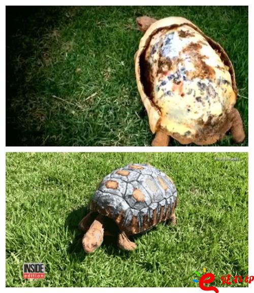 治愈前和治愈后的龜